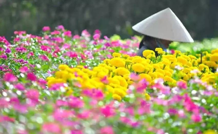 Vườn hoa chợ Lũng với ngập tràn sắc hoa